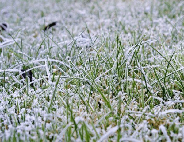 Grass Seed in Winter: How and Why to Plant During the Cold Season - The ...