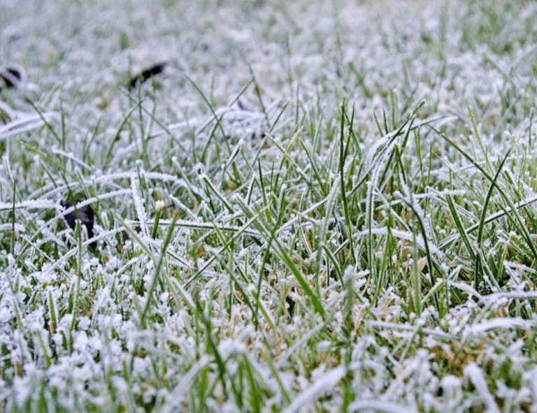 Should You Seed Your Grass In Winter?
