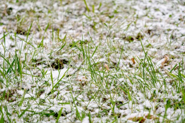 Planting grass seed in winter