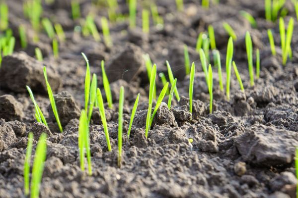 growing a lawn in winter