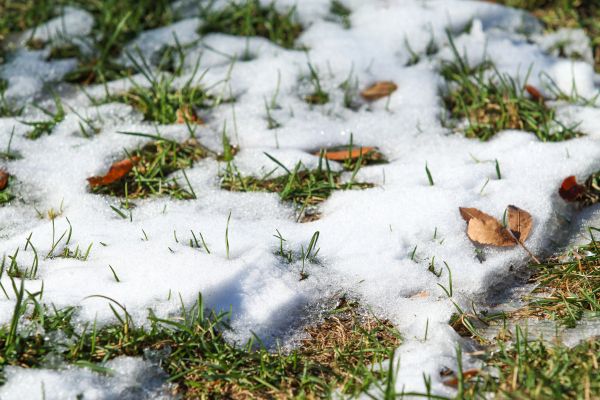 planting grass in the winter