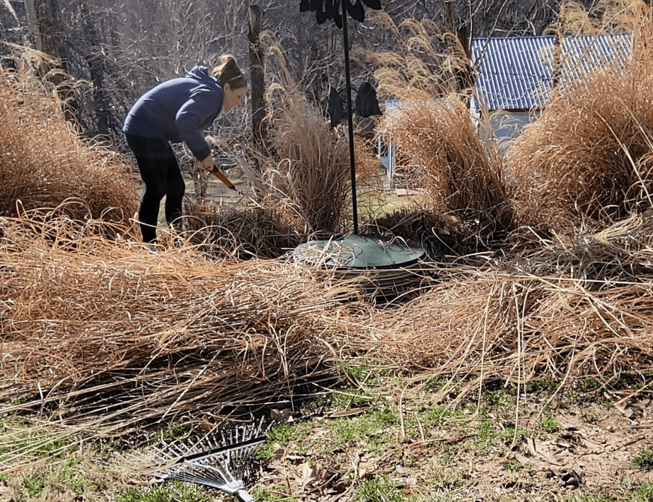 best-time-to-cut-your-ornamental-grasses-the-daily-diy