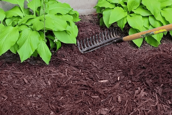 Rake The Mulch In To Evenly Apply - The Daily DIY