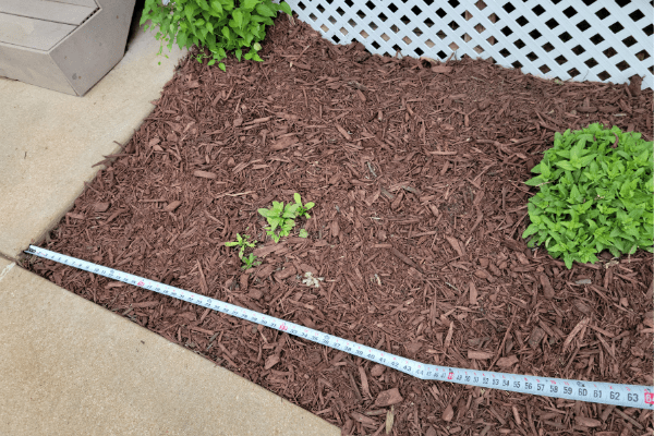 How To Lay Mulch - The Daily DIY