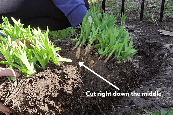 How and When To Divide Daylilies - The Daily DIY