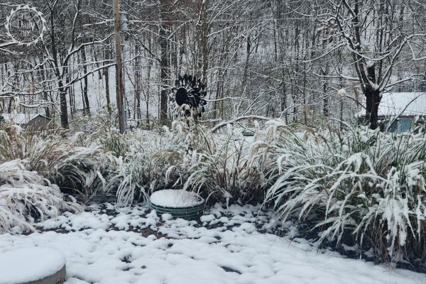 when to cut grasses back