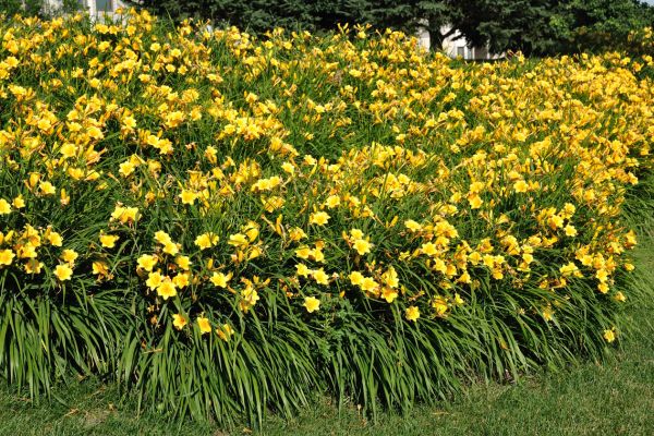 propagating daylilies