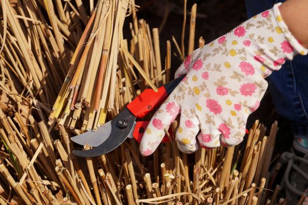 how to prune plants