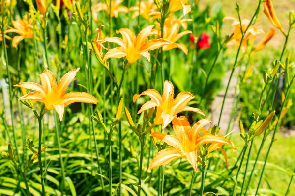 propagating daylilies