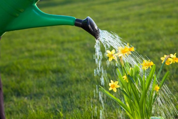 watering flowers