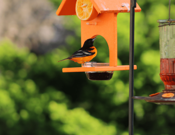 How to Attract Orioles to Your Yard - The Daily DIY