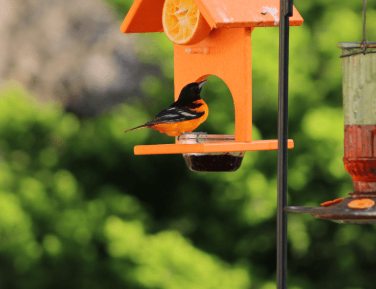Feed Orioles - The Daily DIY