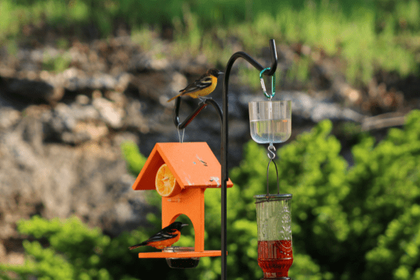 How To Attract Orioles To Your Yard - The Daily DIY