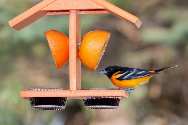 how to attract orioles