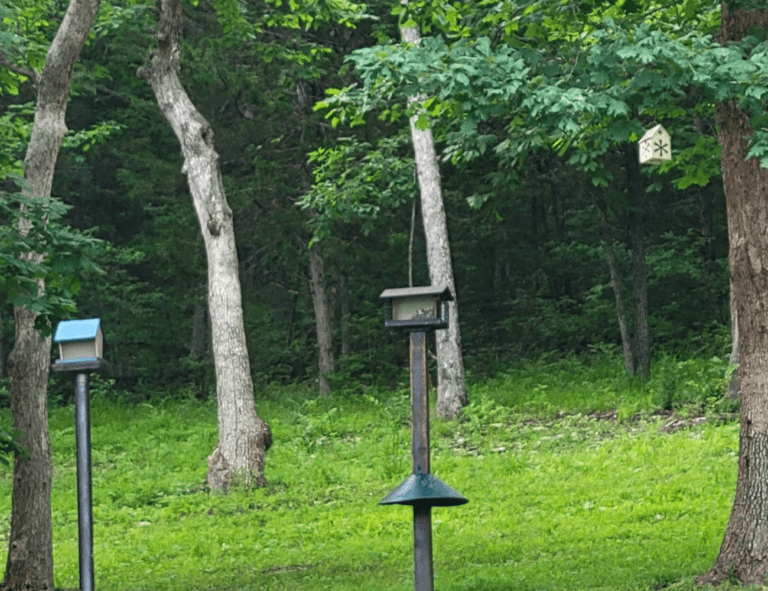 Benefits Of Attracting Birds To Your Yard