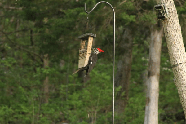 Benefits of Attracting Birds To Your Yard - The Daily DIY