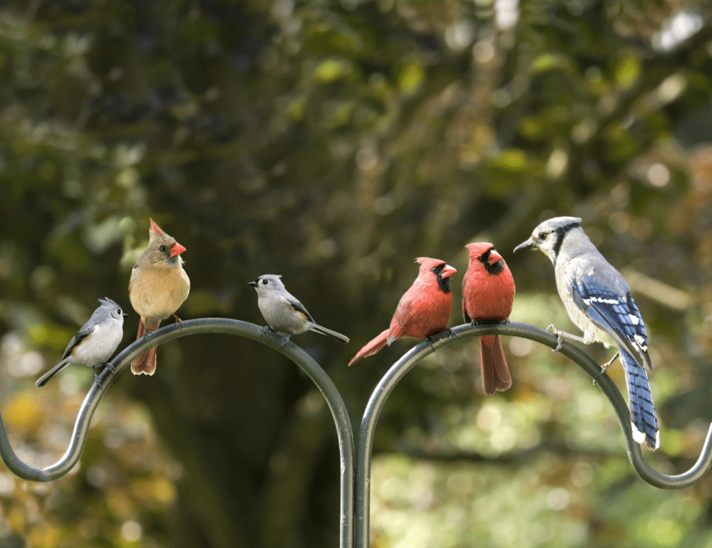 how to attract birds