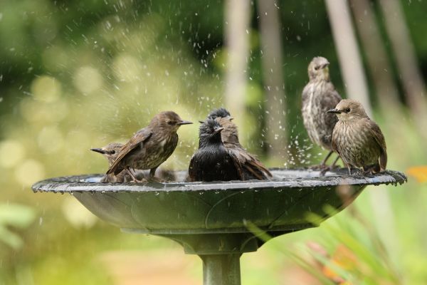 birdbath