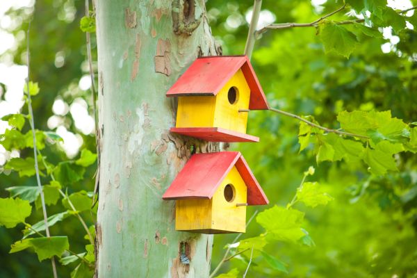 bird houses