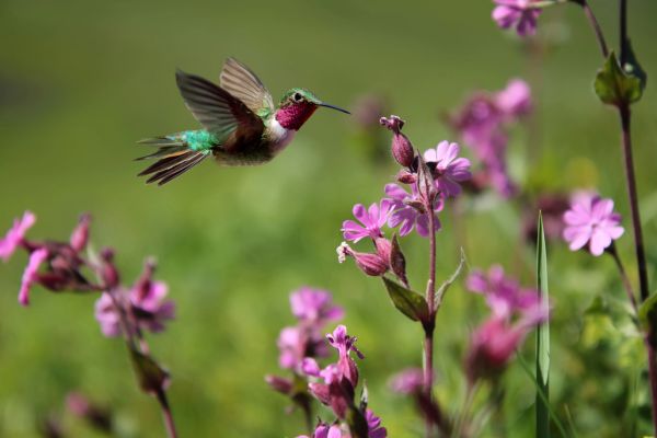 attracting birds to your yard