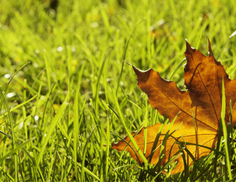 Fall Is the Best Time To Aerate and Seed Your Lawn