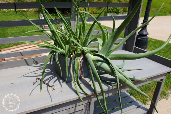 repotting an aloe vera plant