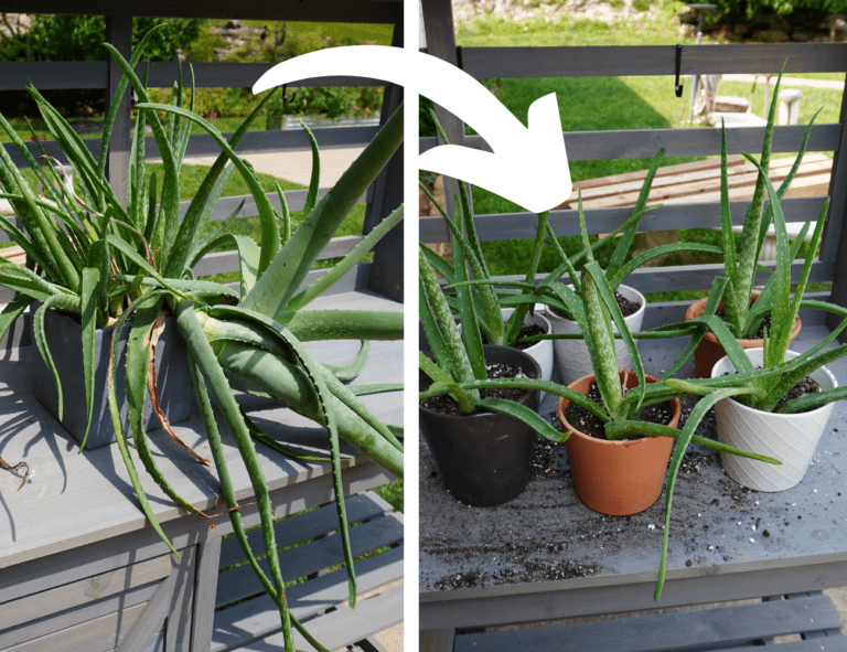 Repotting aloe plants