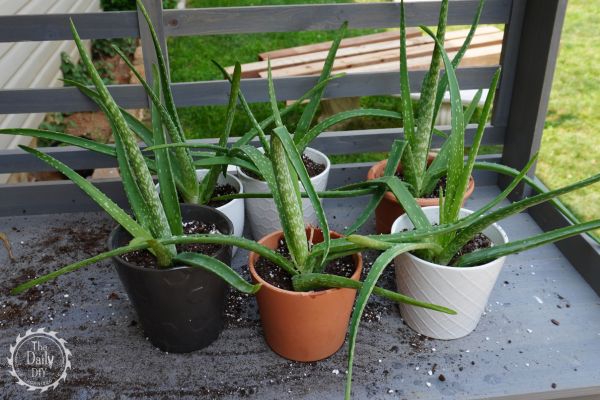 aloe vera plants