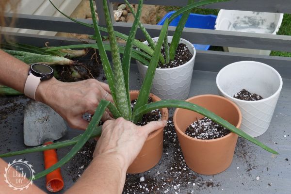 How to repot aloe plant