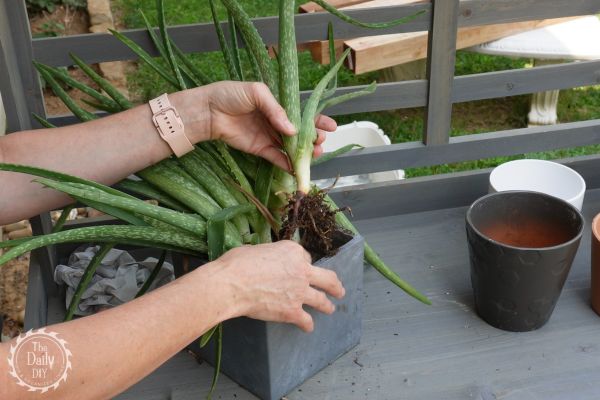 	how to split an aloe vera plant