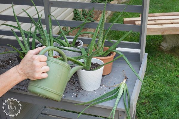 watering aloe vera